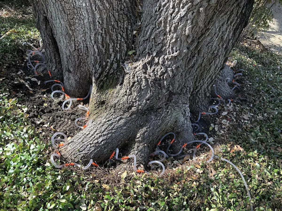 Detailed Tree Cabling and Bracing job site in Point Pleasant