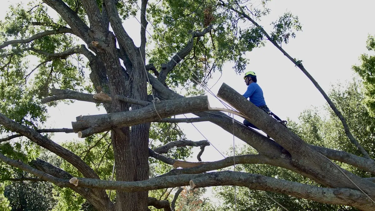 Professional Crown Thinning performed by certified arborists in Point Pleasant