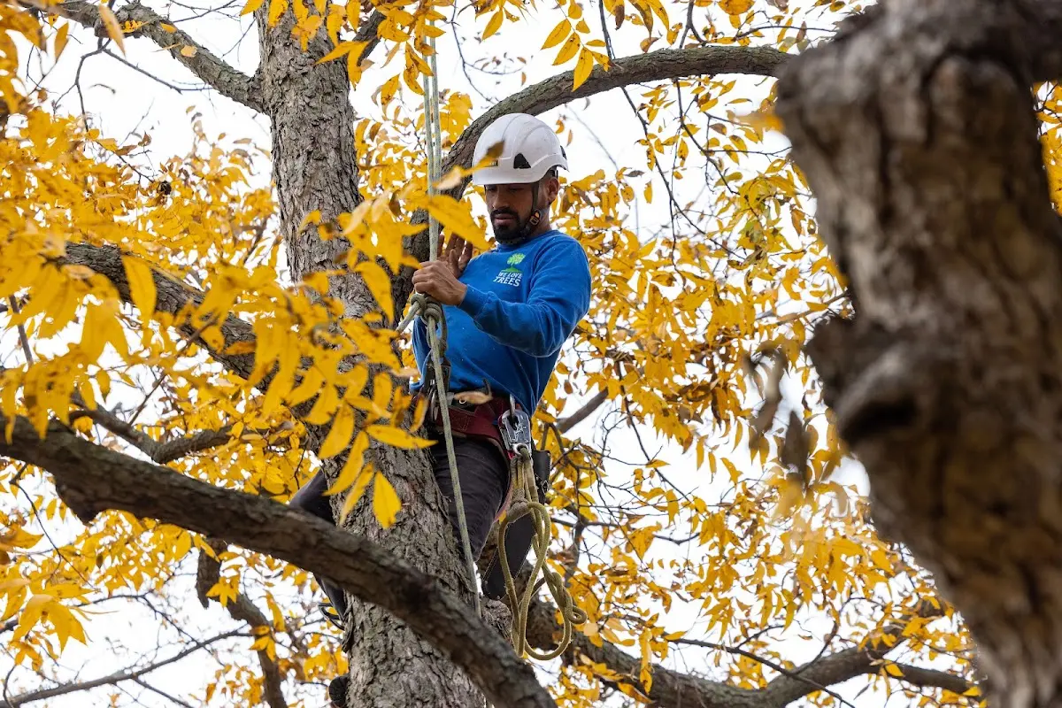 Skilled Tree Planting crew working in Point Pleasant